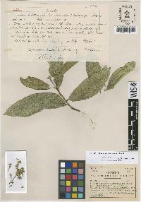 Daphnopsis loranthifolia image