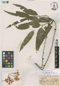 Image of Phaleria angustifolia