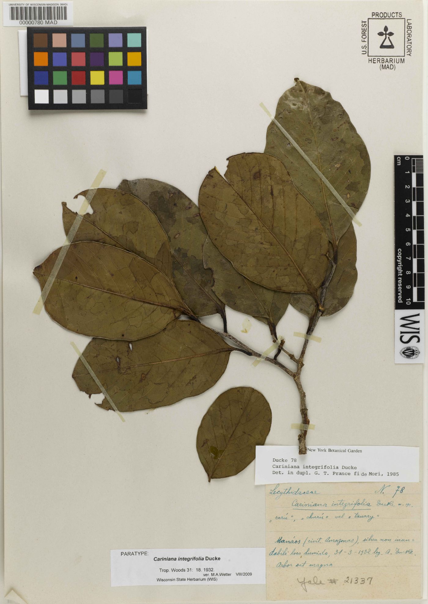 Allantoma integrifolia image