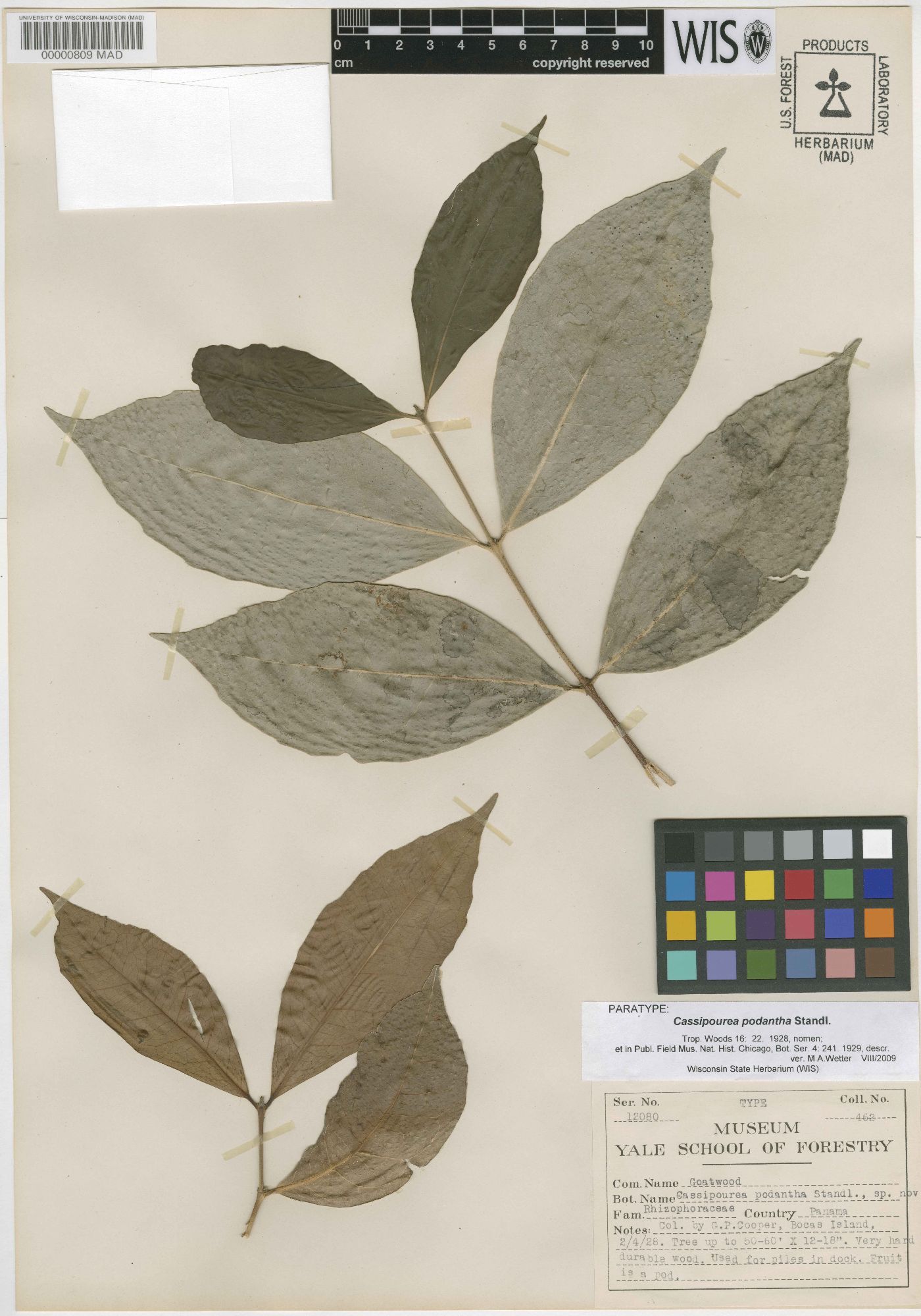 Cassipourea podantha image