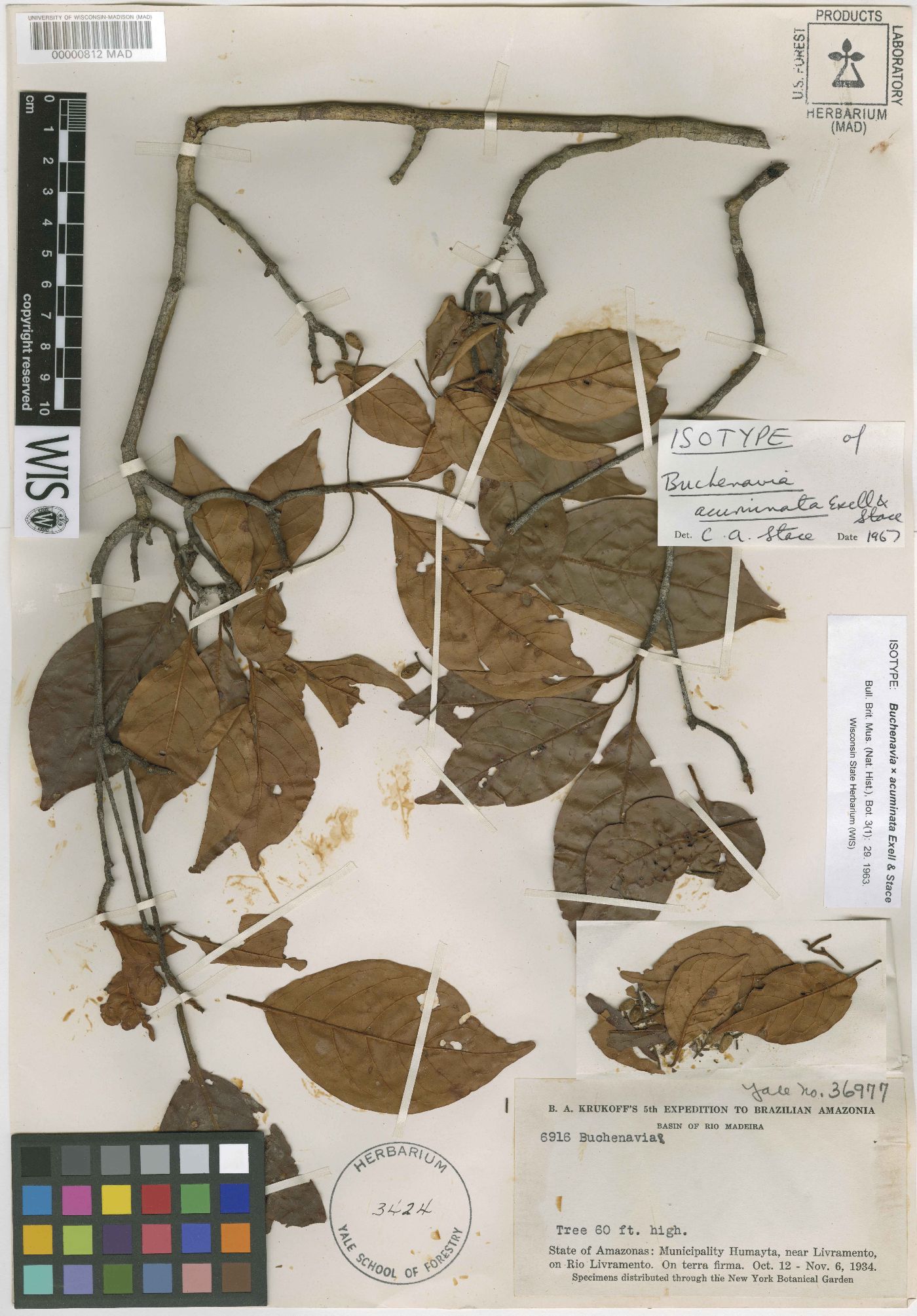 Terminalia acuminata image