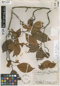 Terminalia acuminata image