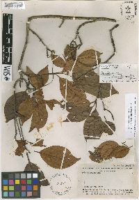 Image of Terminalia acuminata