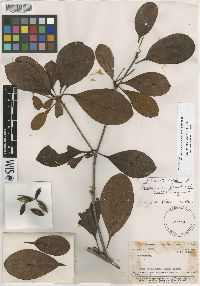 Image of Terminalia fanshawei