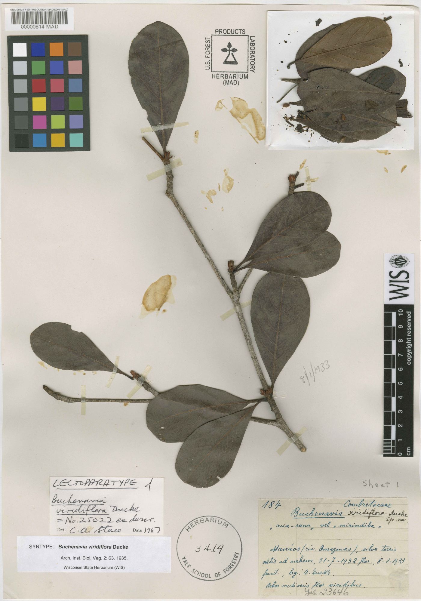 Terminalia viridiflora image
