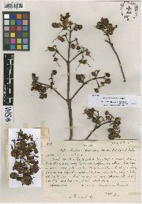 Image of Axinaea sessilifolia