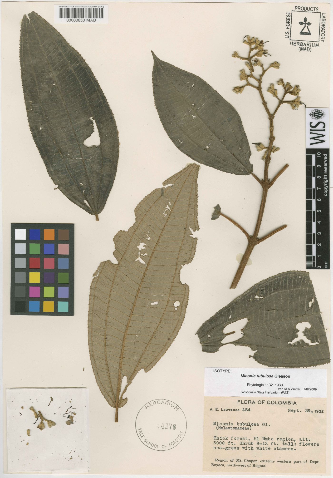 Miconia tubulosa image