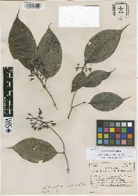 Miconia lateriflora image