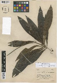 Hymenandra stenophylla image