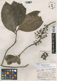 Stylogyne micrantha image