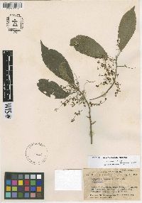 Image of Cybianthus lawrencei