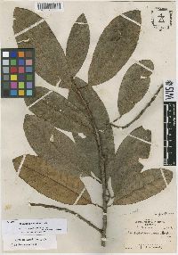 Image of Chrysophyllum africanum