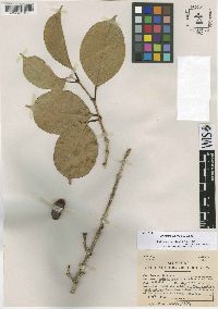 Chionanthus vitiensis image