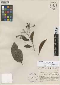 Bourreria oxyphylla image