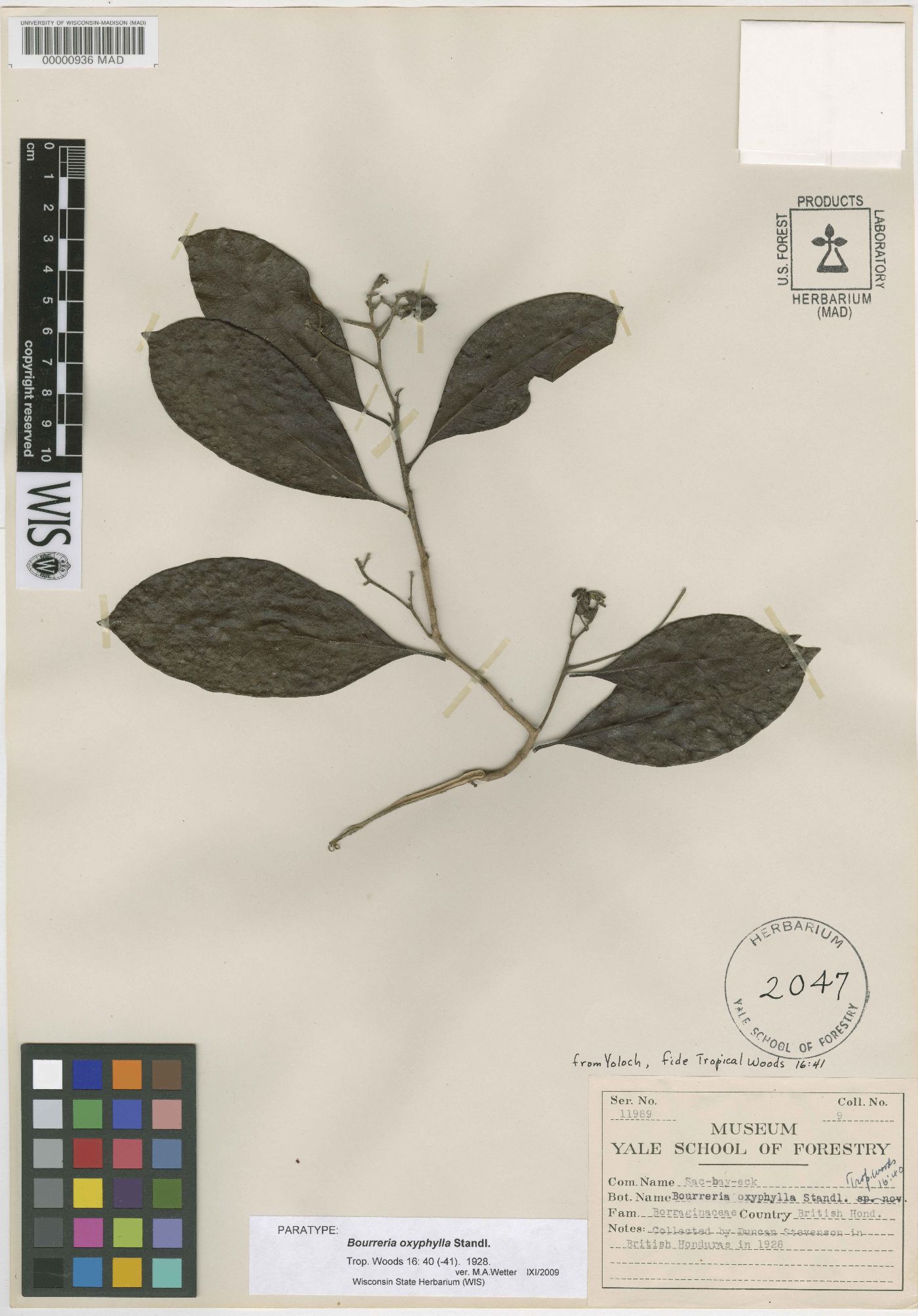 Bourreria oxyphylla image