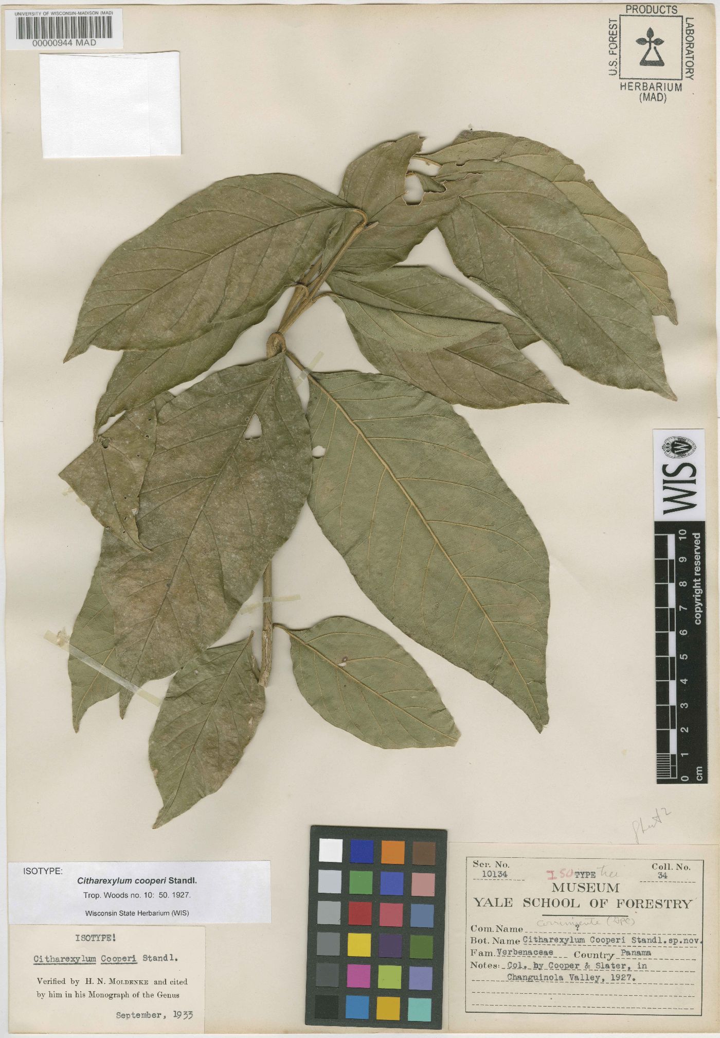 Citharexylum cooperi image