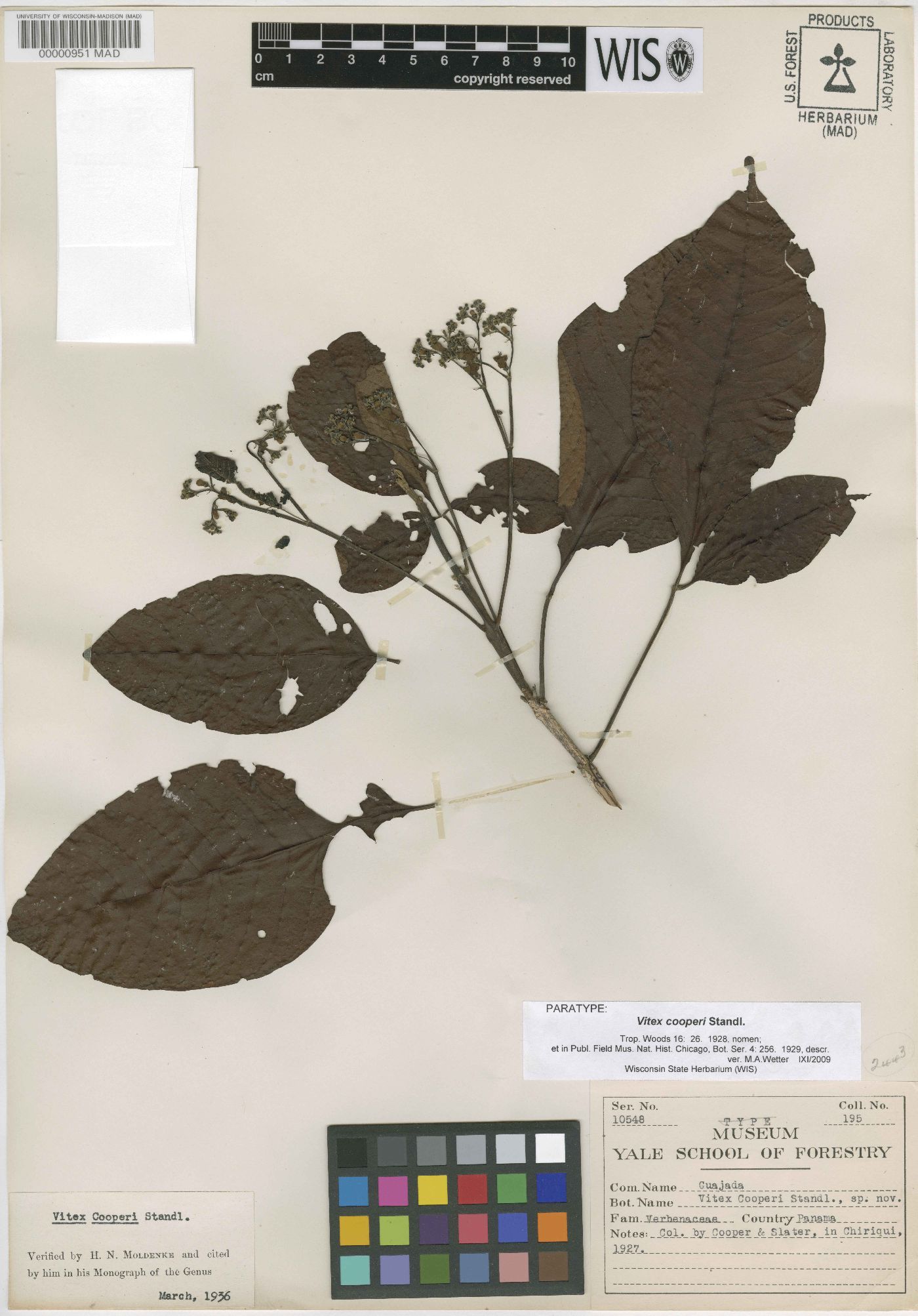 Vitex cooperi image