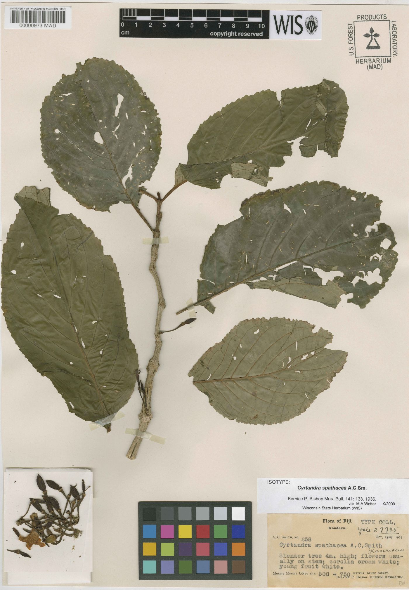 Cyrtandra spathacea image