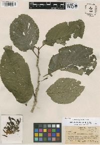 Image Associated With the Occurence