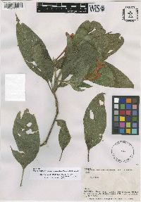 Ruellia haenkeana image