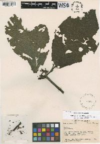 Image Associated With the Occurence