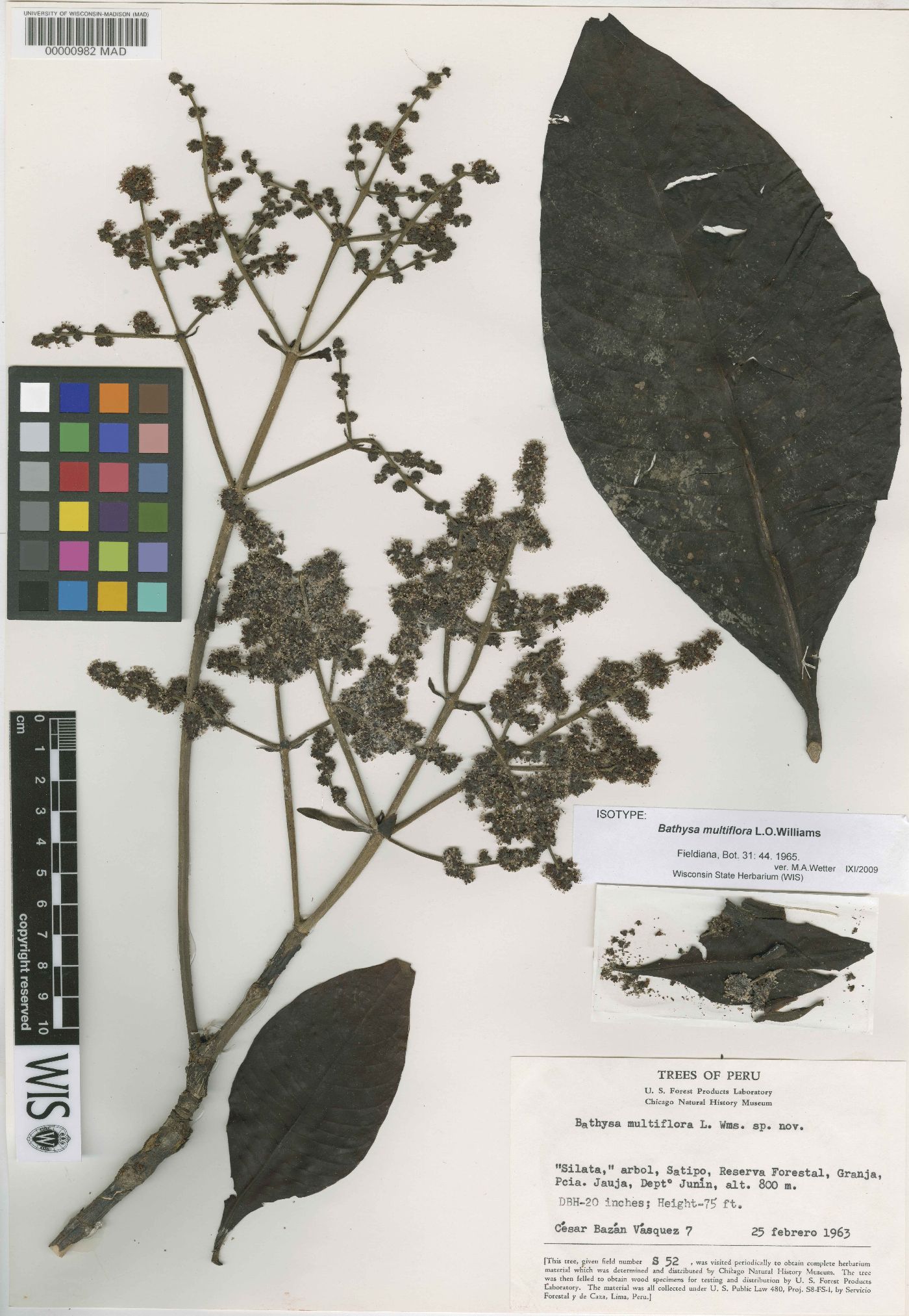 Bathysa multiflora image