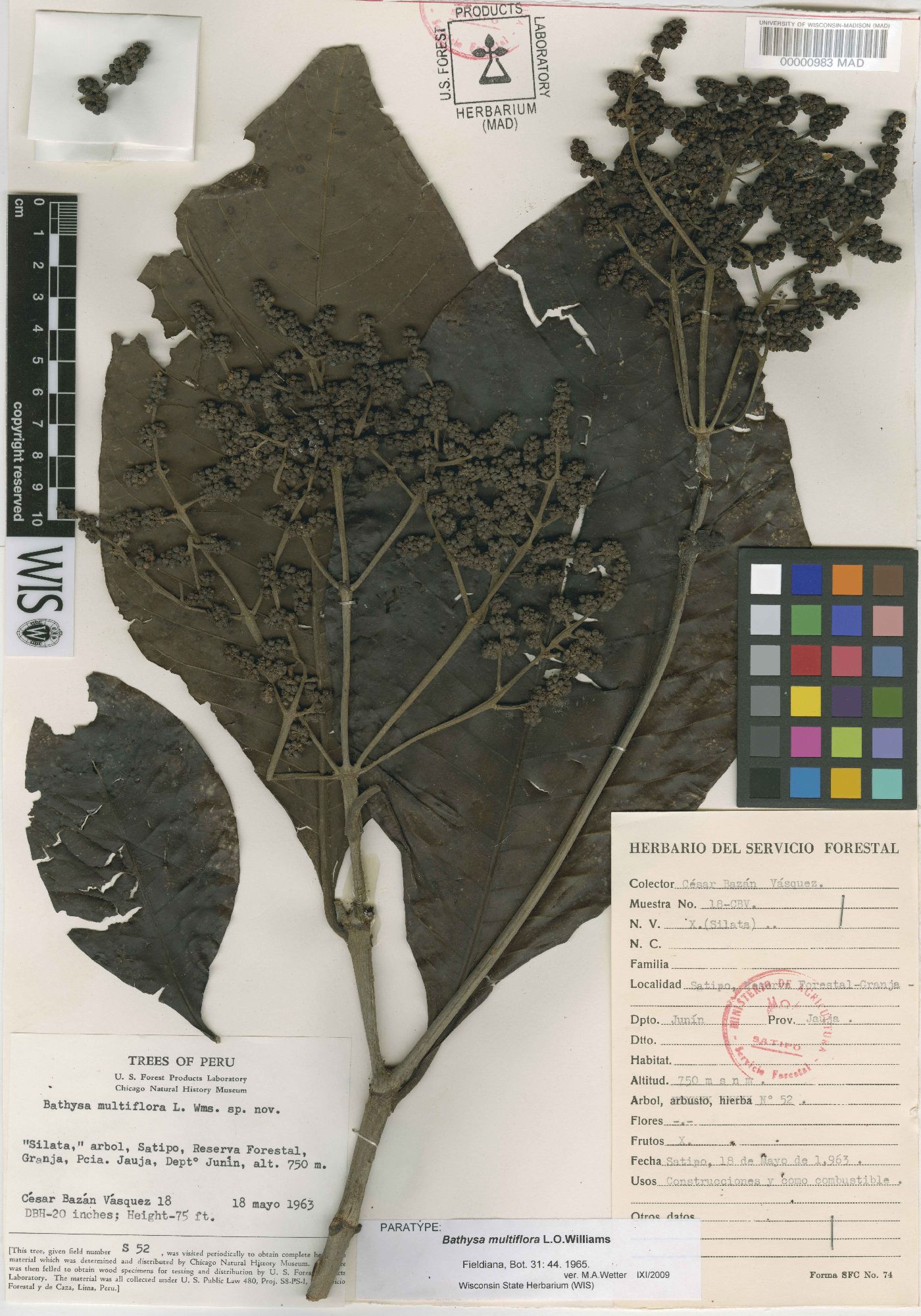 Bathysa multiflora image