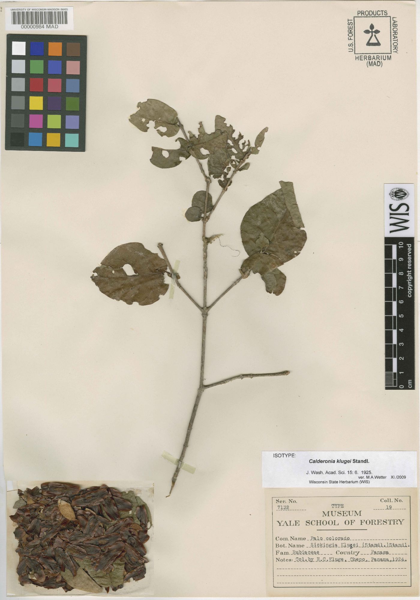 Simira klugei image