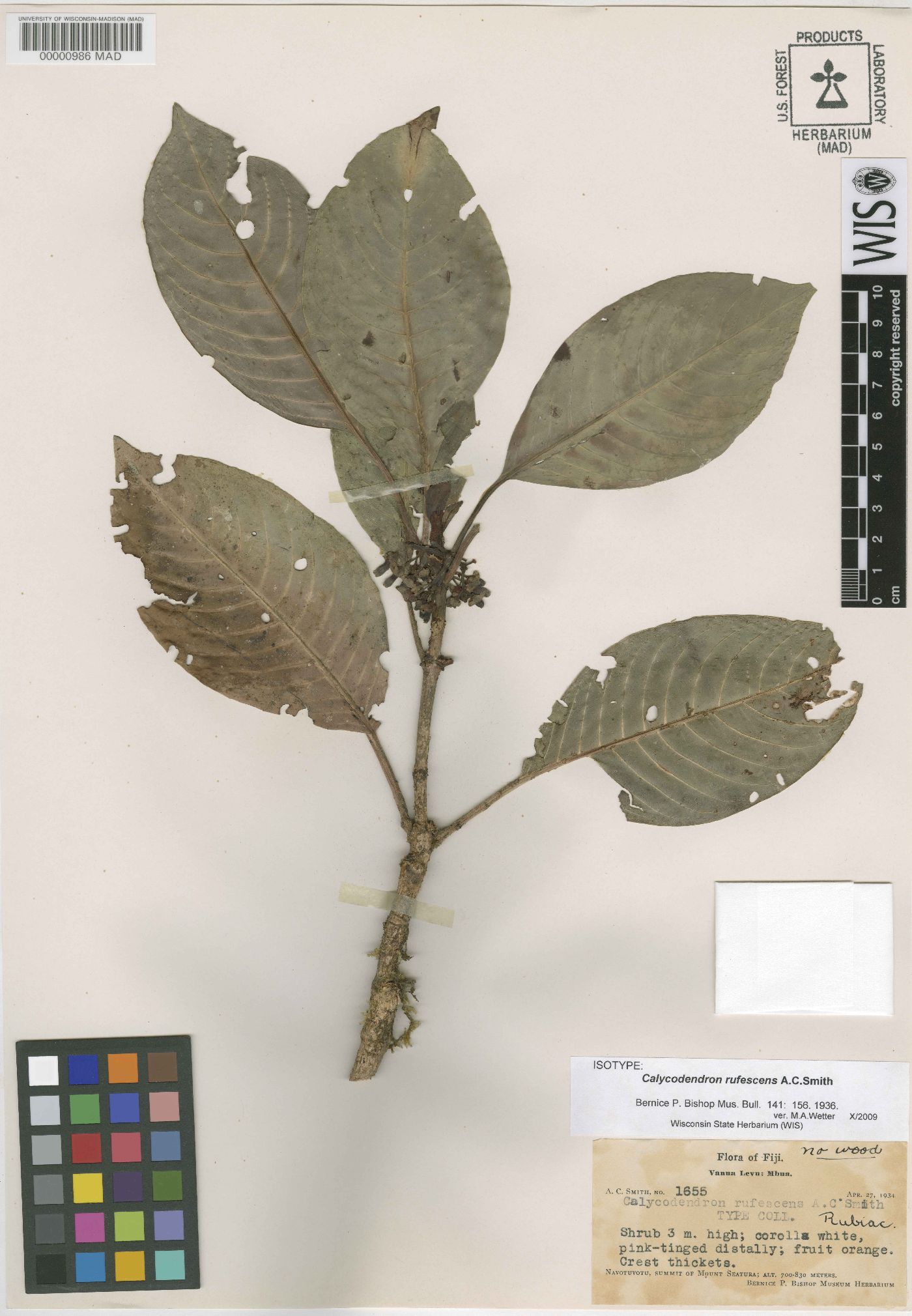 Psychotria rufocalyx image