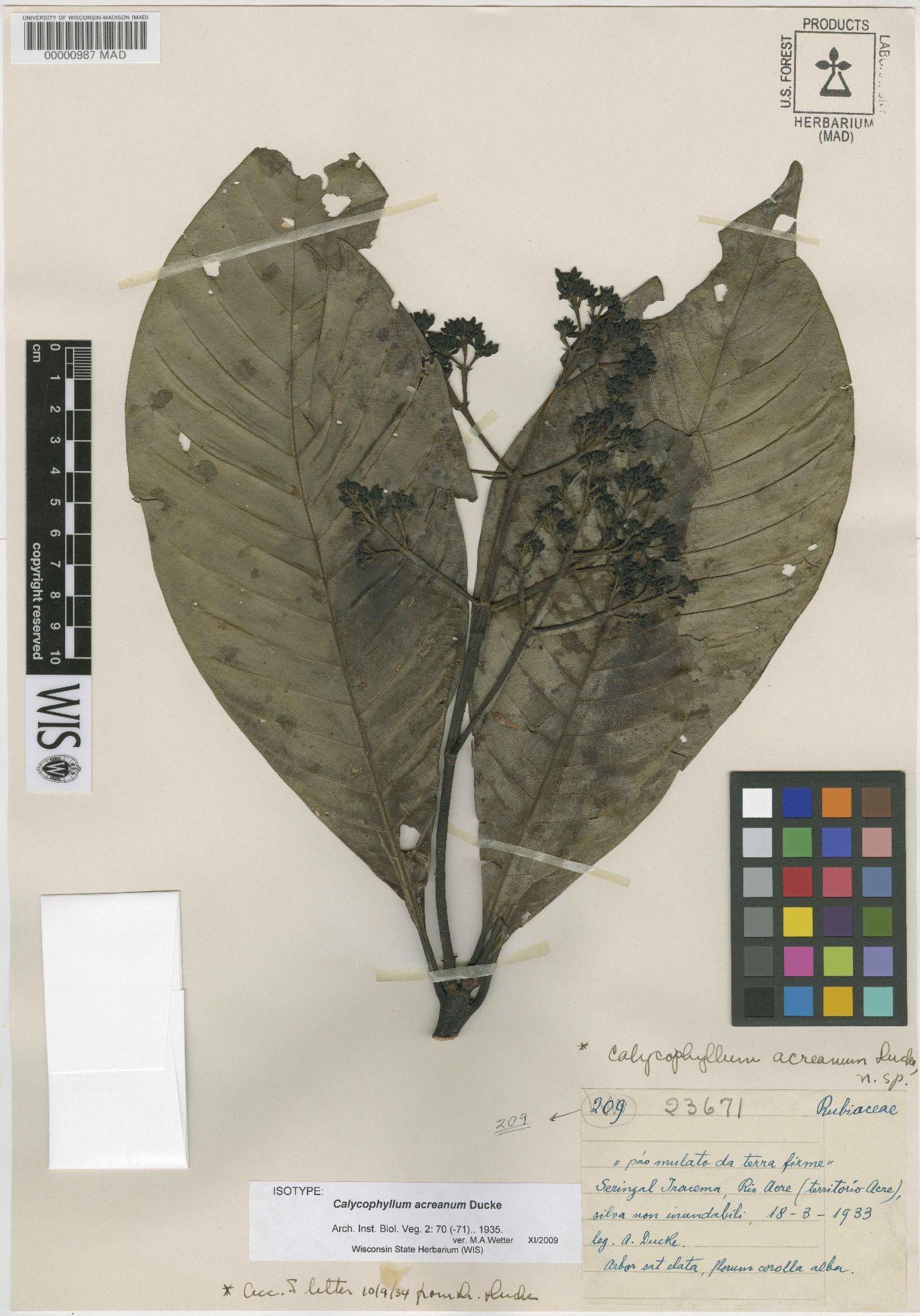 Calycophyllum megistocaulum image