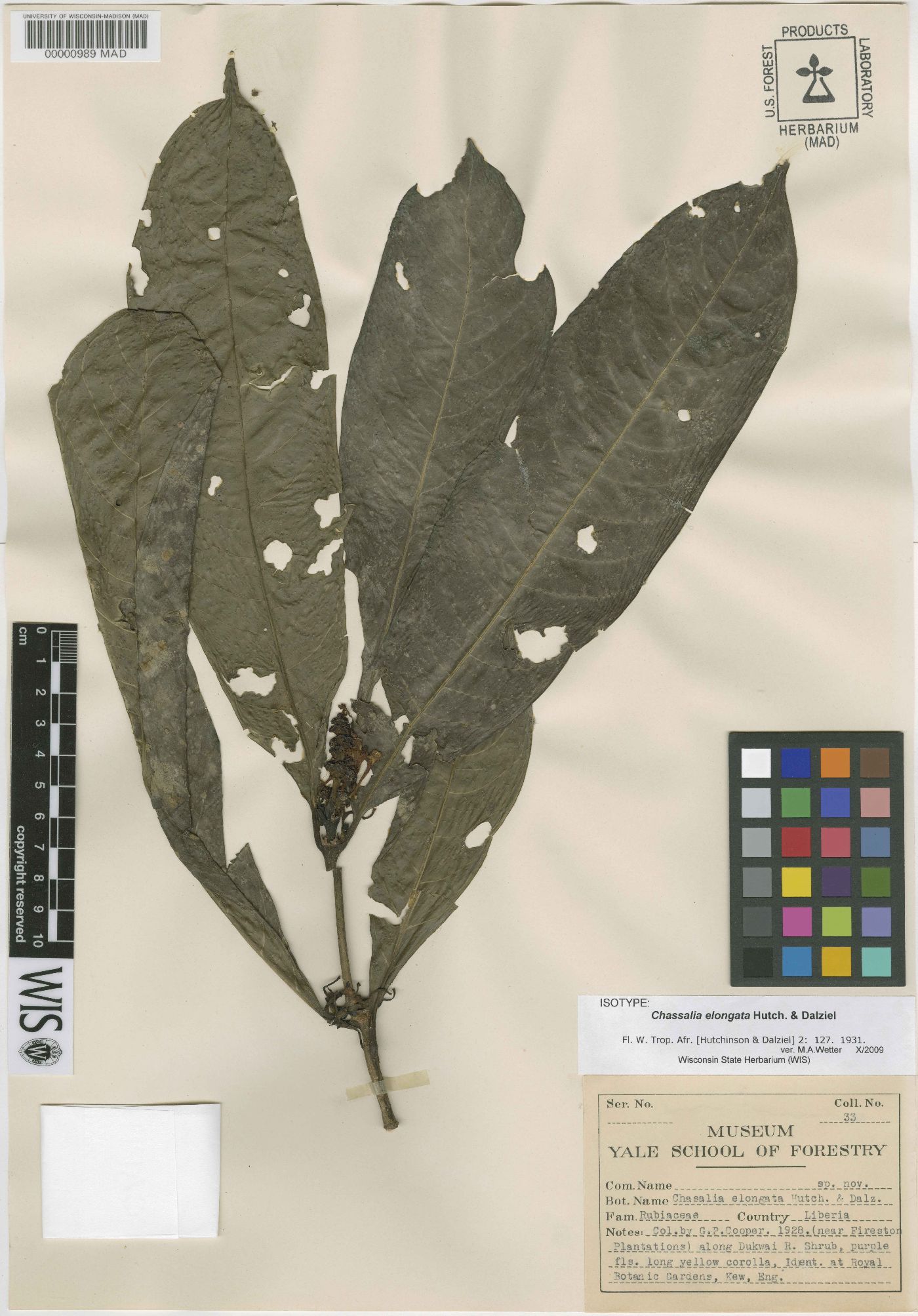 Chassalia elongata image