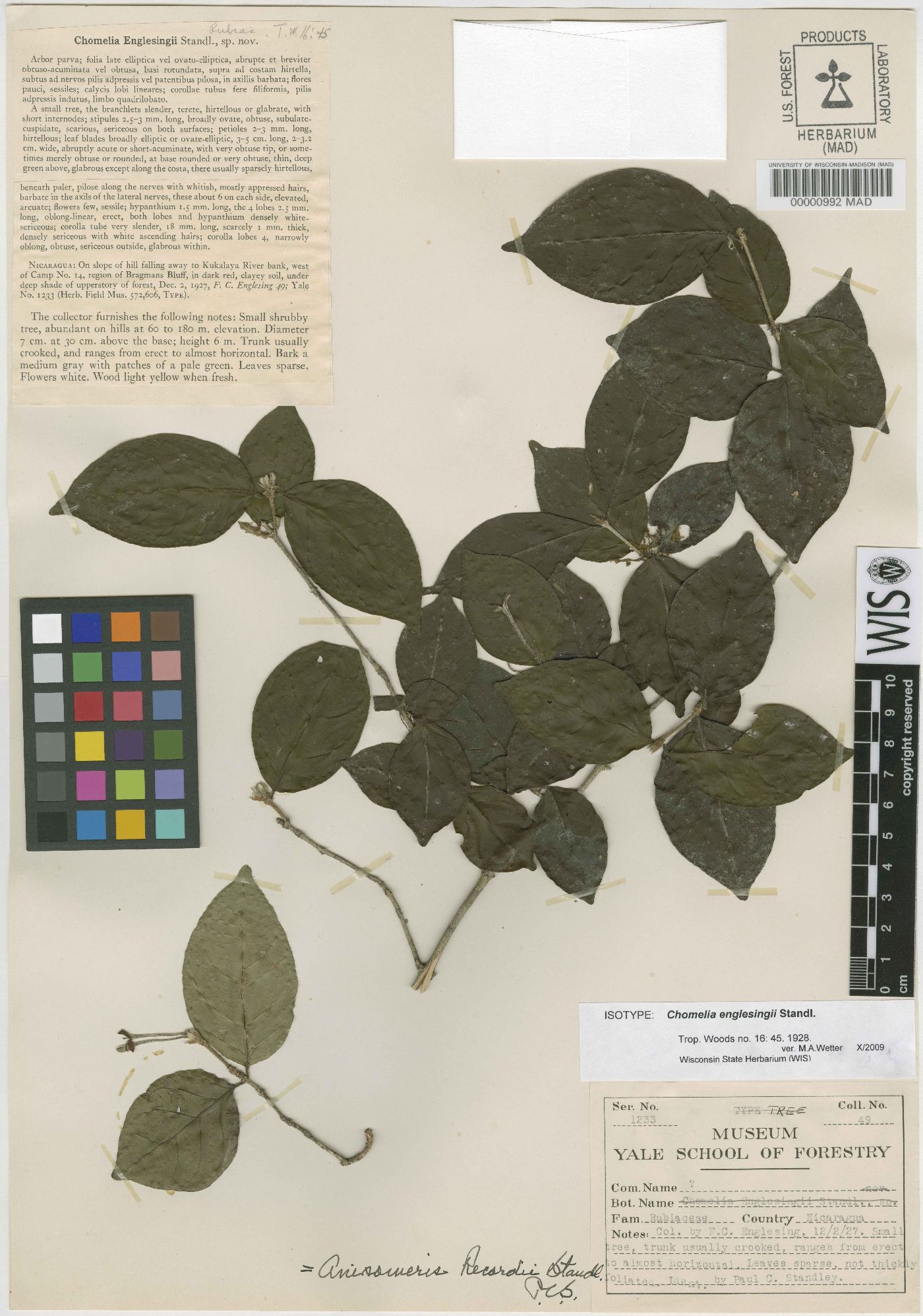 Anisomeris recordii image