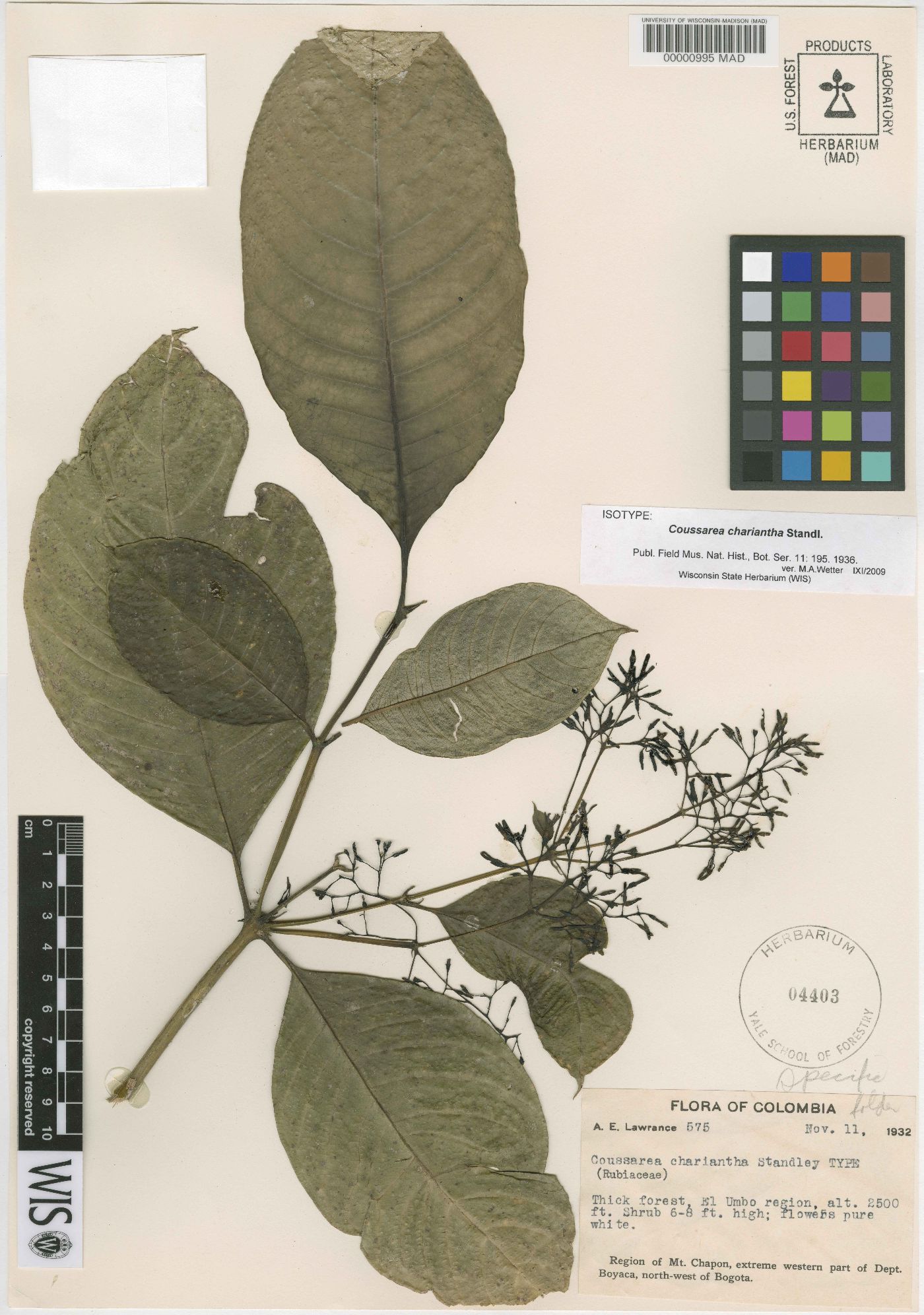 Raritebe palicoureoides subsp. dwyerianum image
