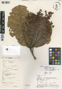 Image of Elaeagia arborea