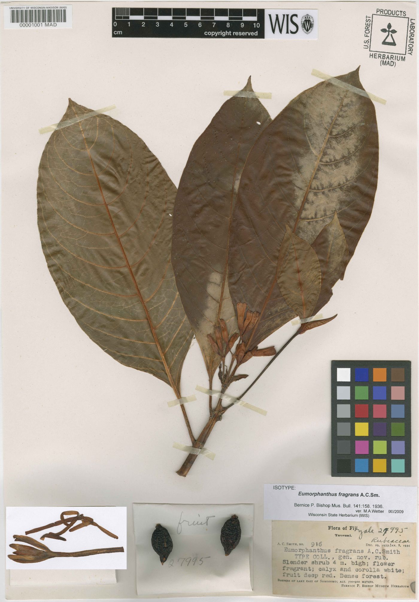 Psychotria eumorphanthus image