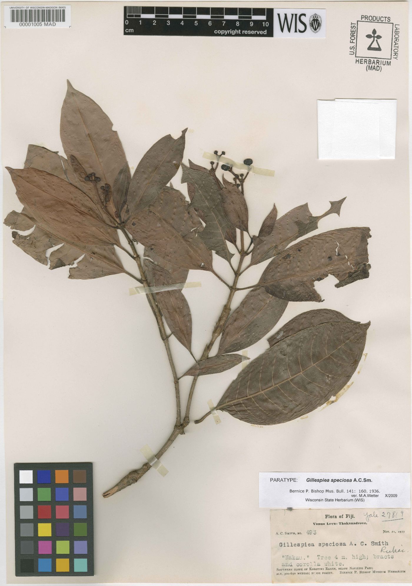 Gillespiea speciosa image