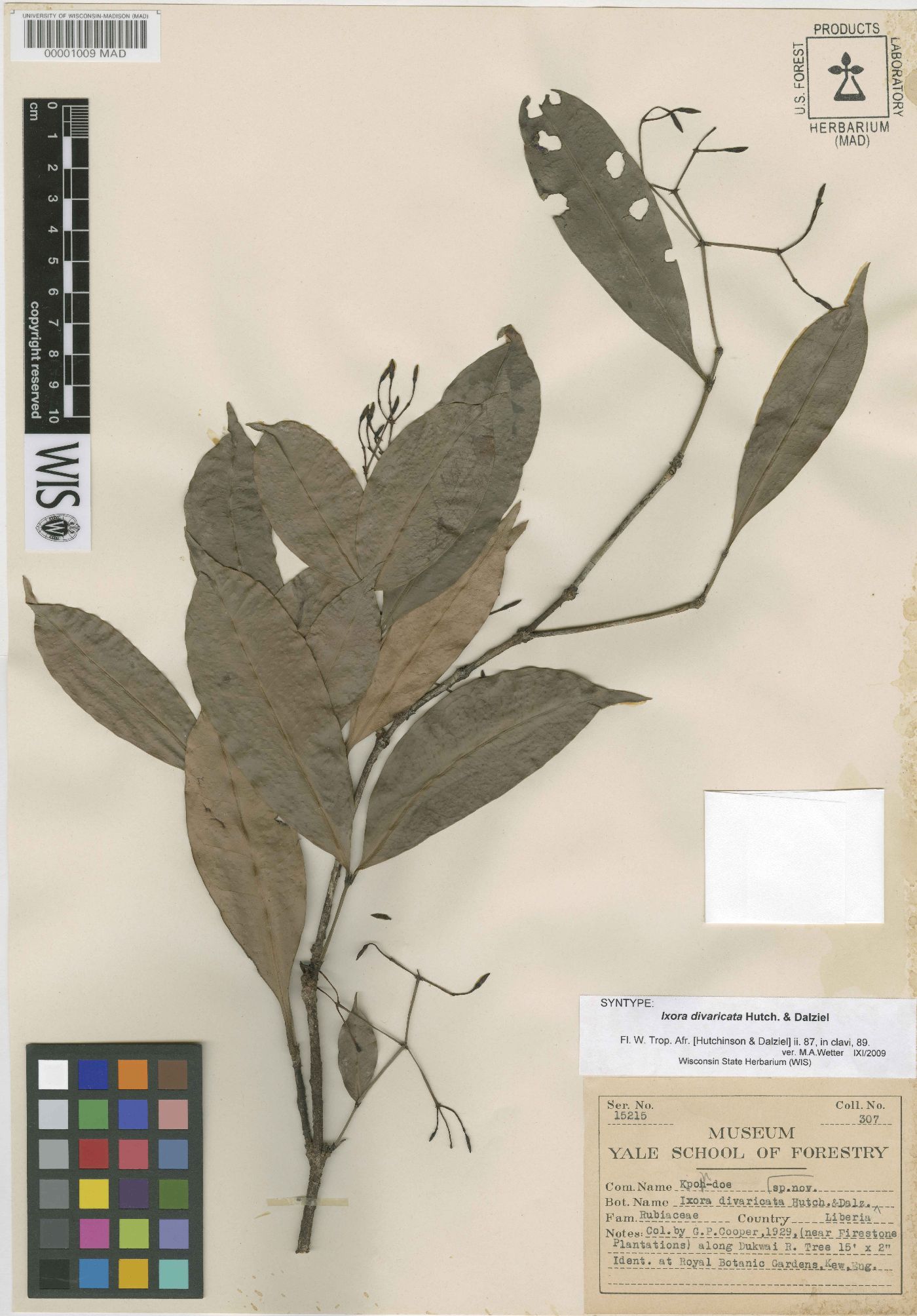 Ixora laxiflora subsp. laxiflora image