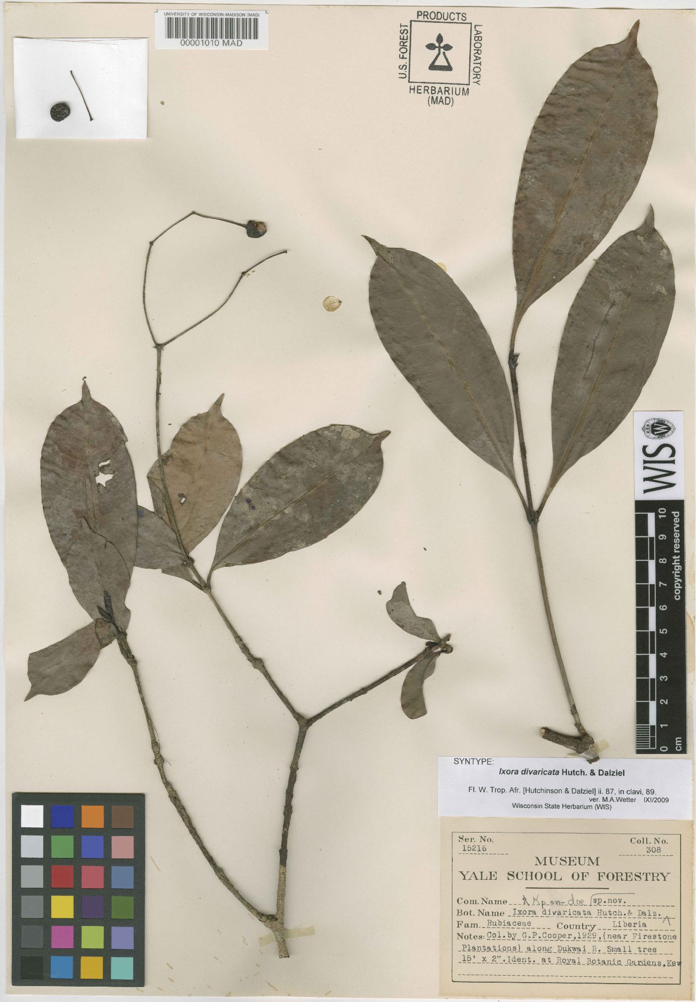 Ixora laxiflora subsp. laxiflora image