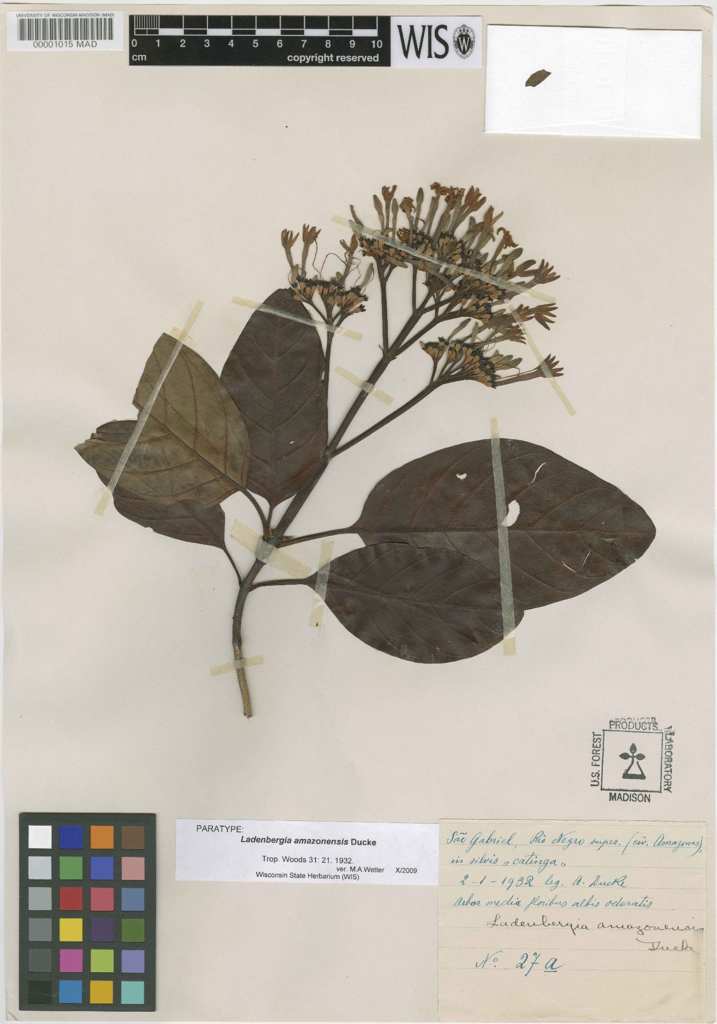 Ladenbergia amazonensis image