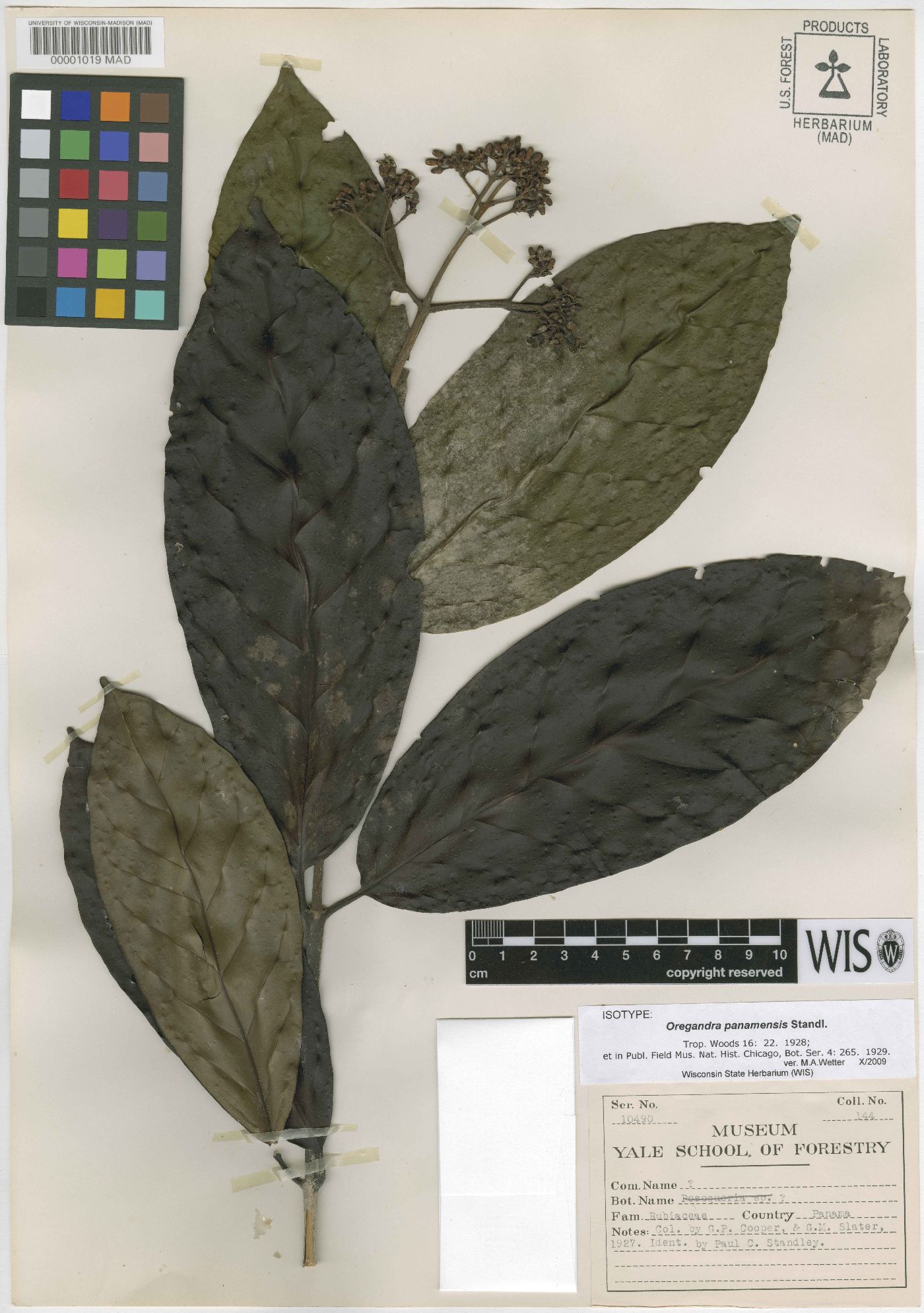 Chione venosa subsp. venosa image