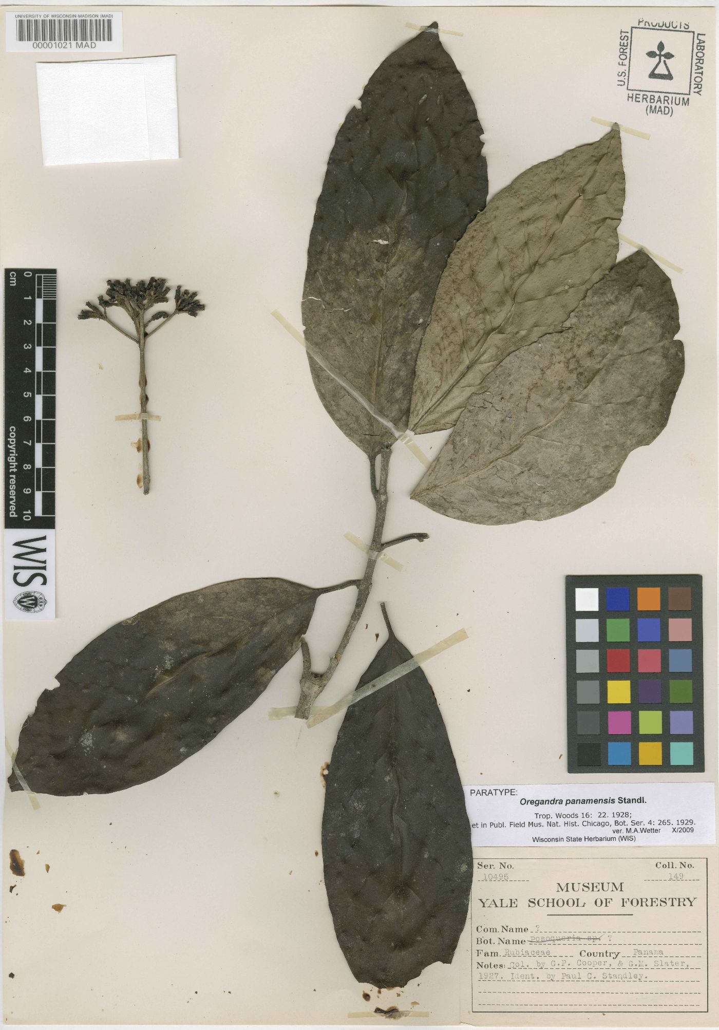 Chione venosa image