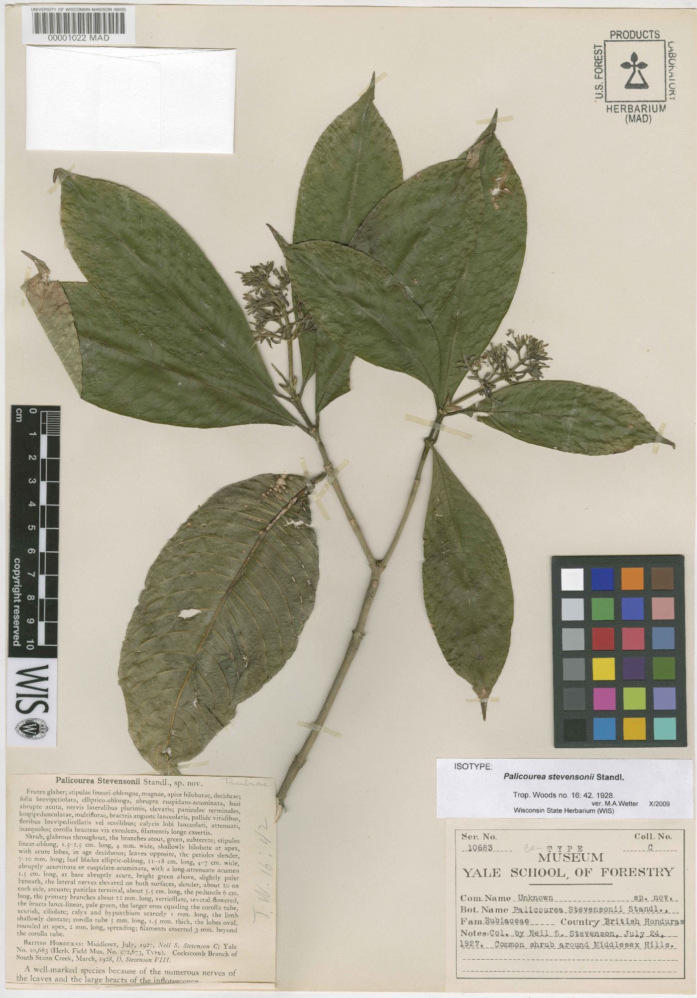 Palicourea violacea image