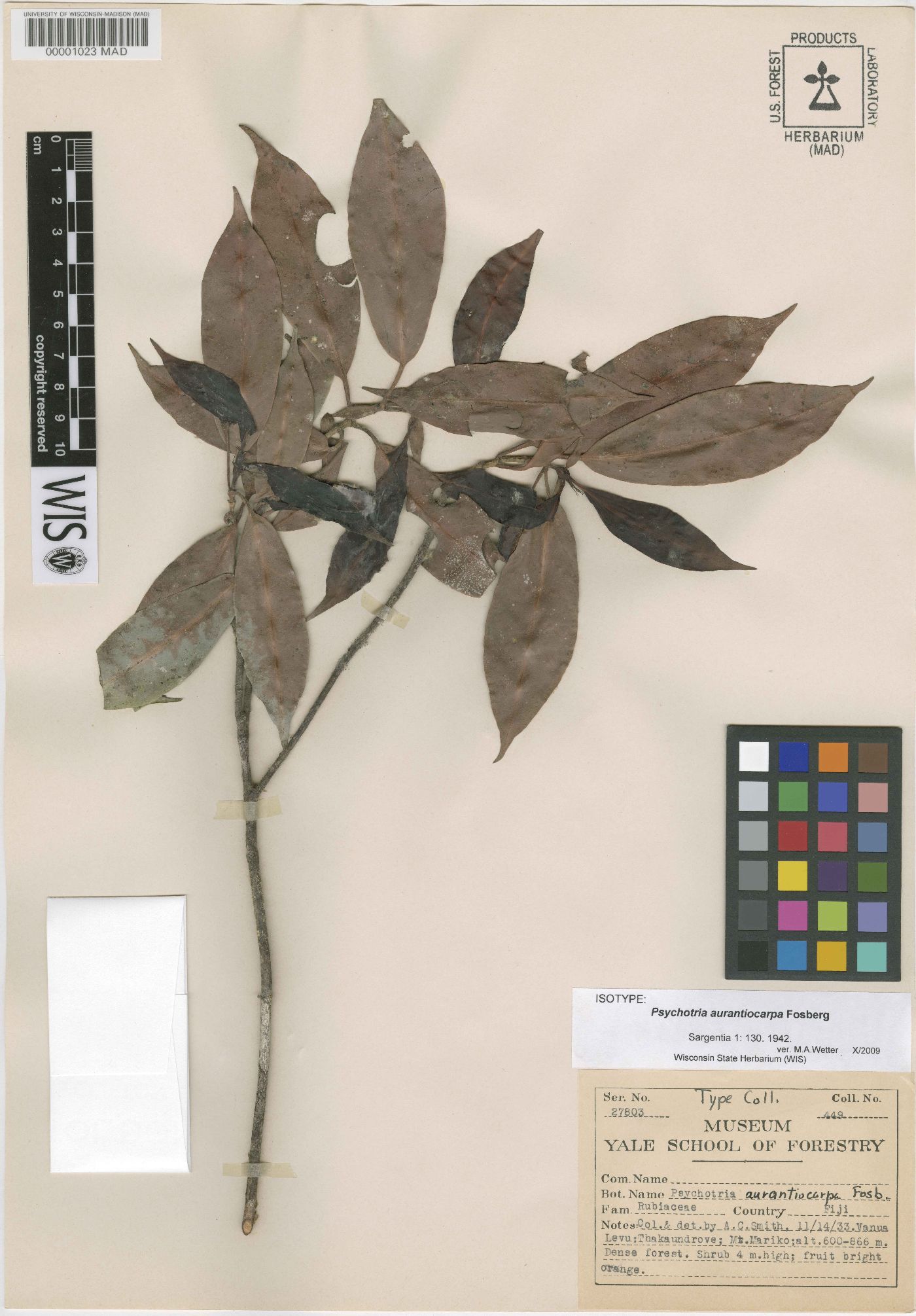 Psychotria aurantiocarpa image