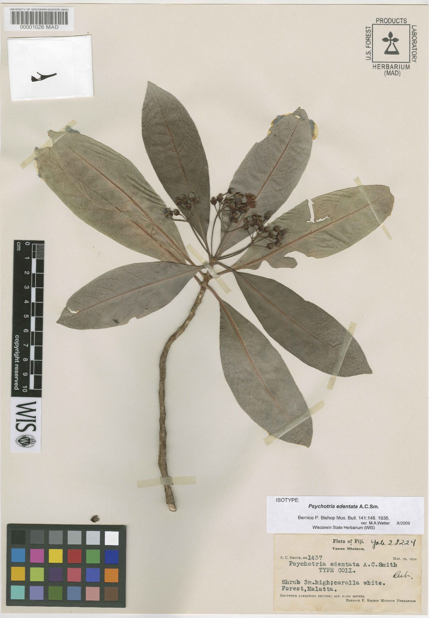 Psychotria edentata image