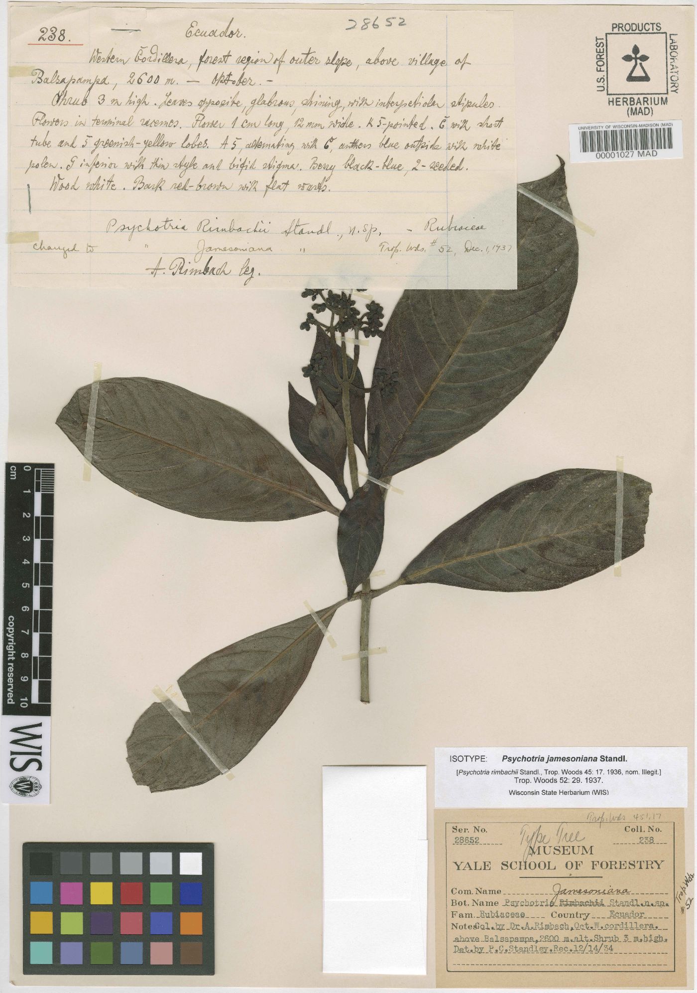 Psychotria jamesoniana image