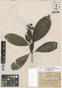 Psychotria jamesoniana image