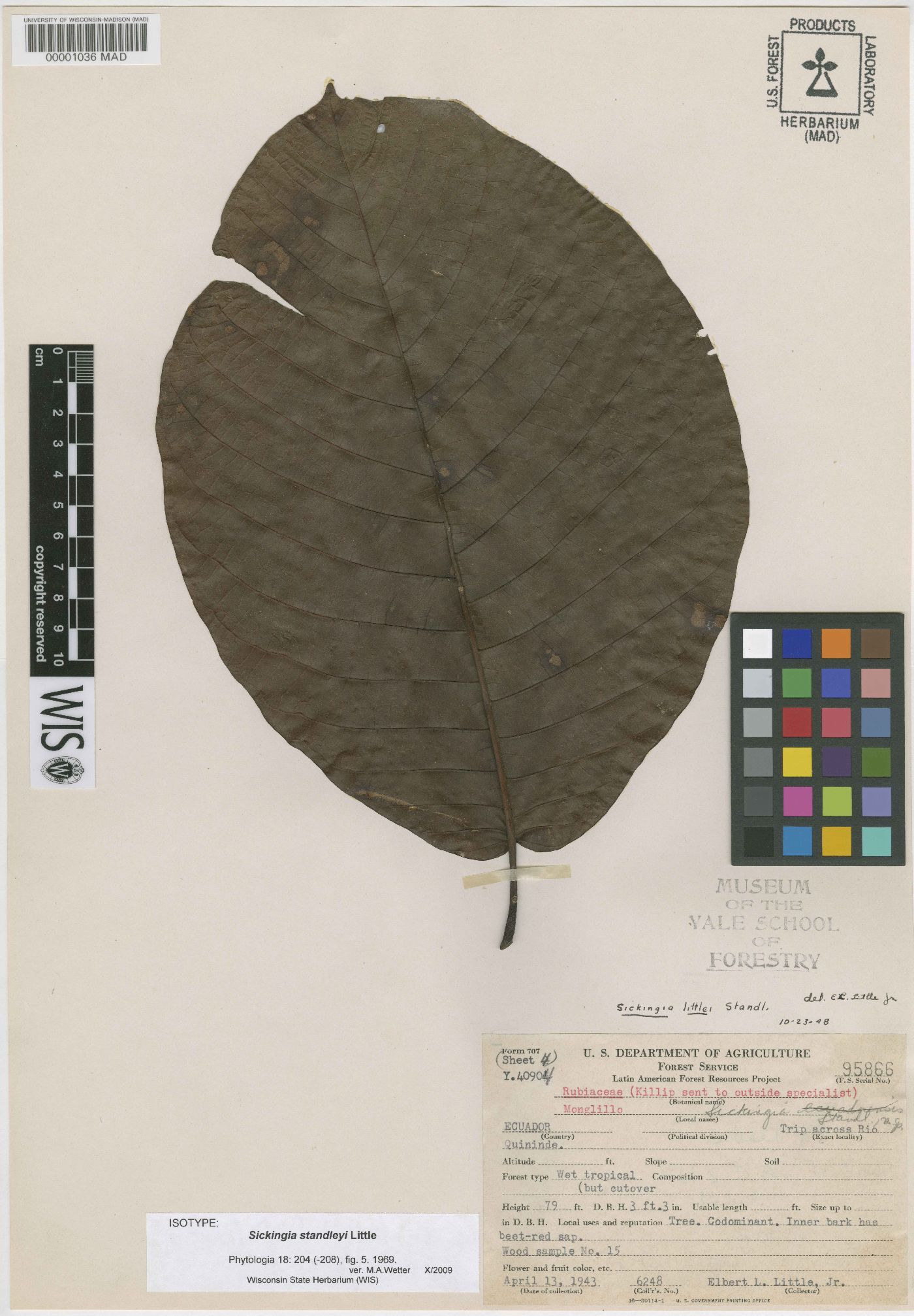 Simira standleyi image