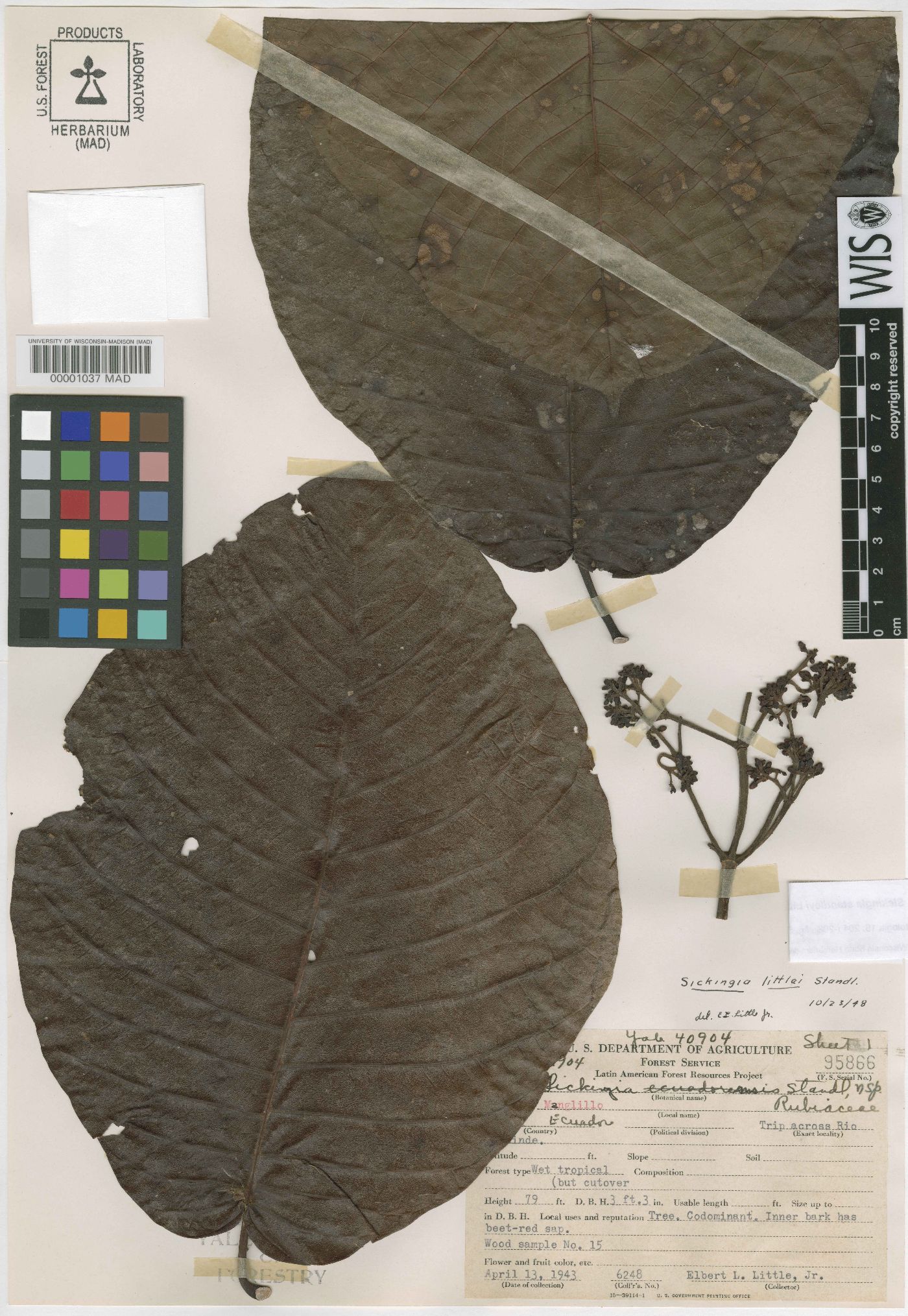 Simira standleyi image