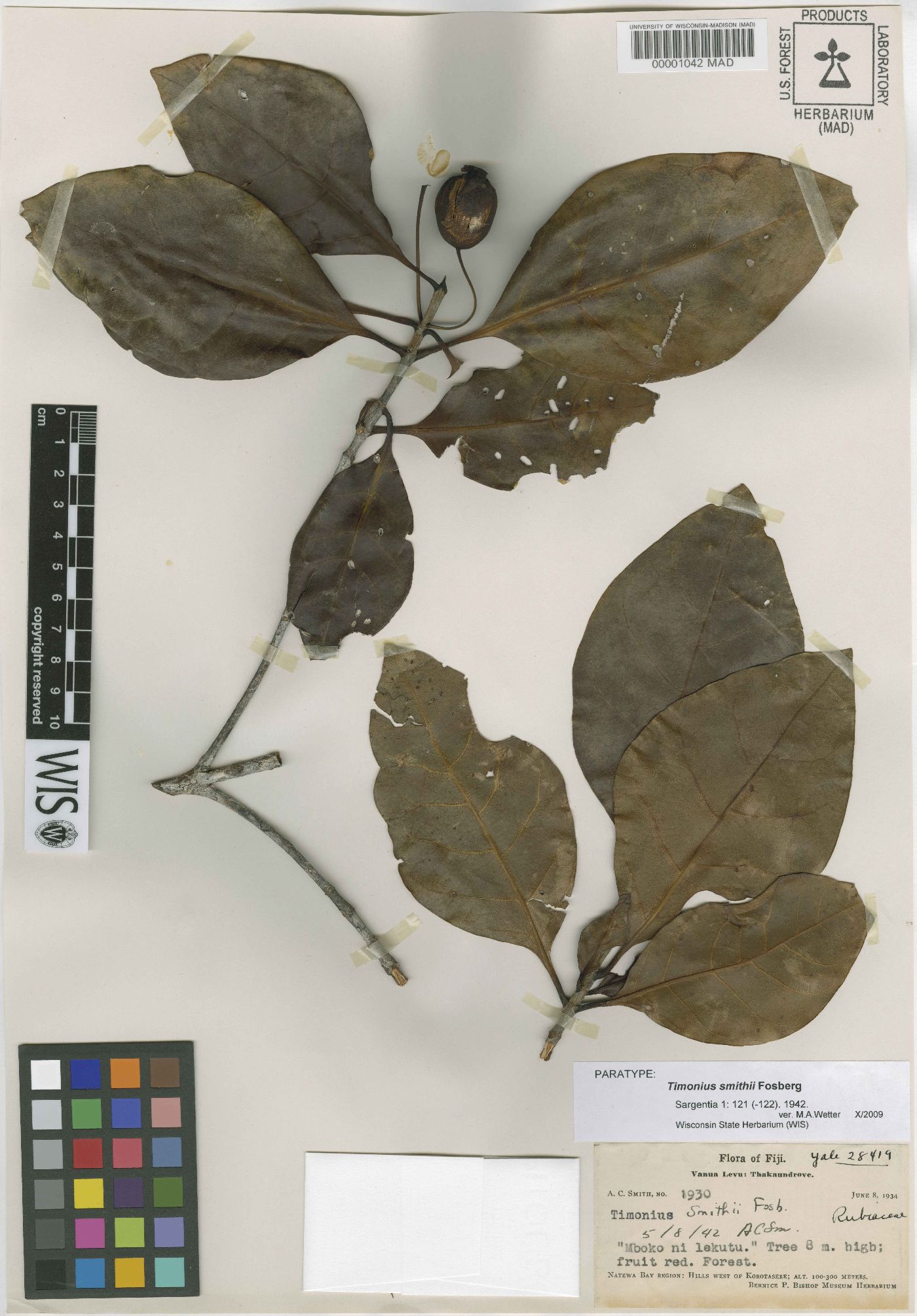 Antirhea smithii image