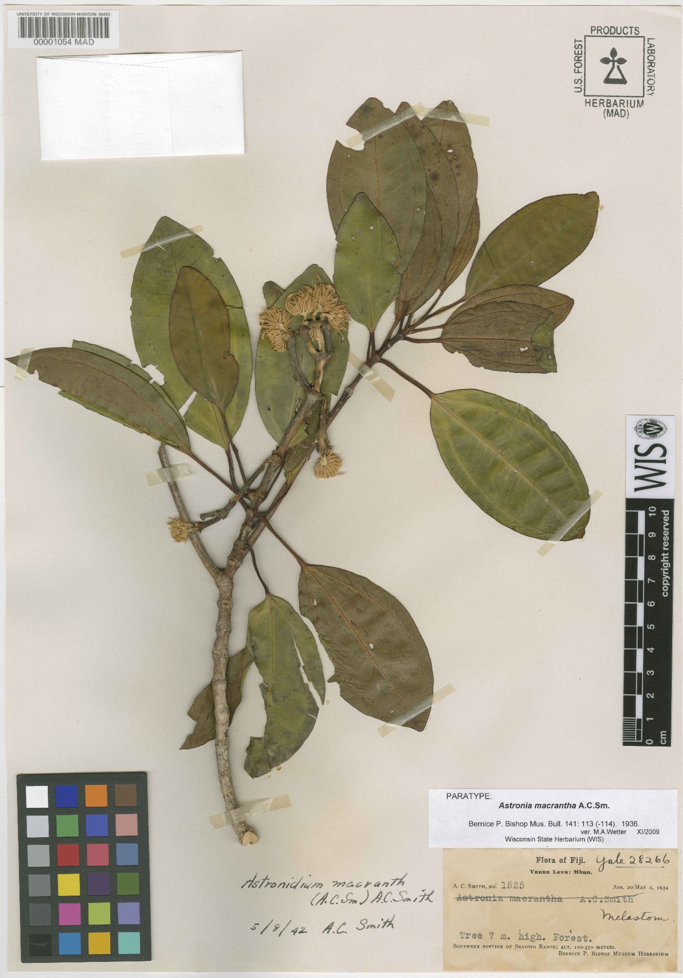 Astronidium macranthum image